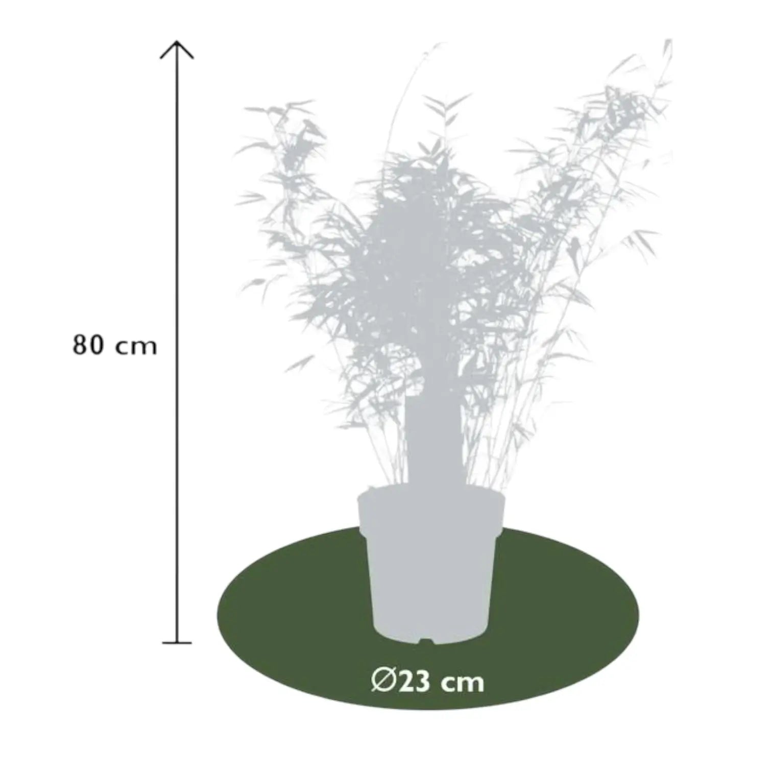 Fargesia 'Rufa' – Topfpflanze im Kulturtopf vor weißem Hintergrund, Produktfoto 10.