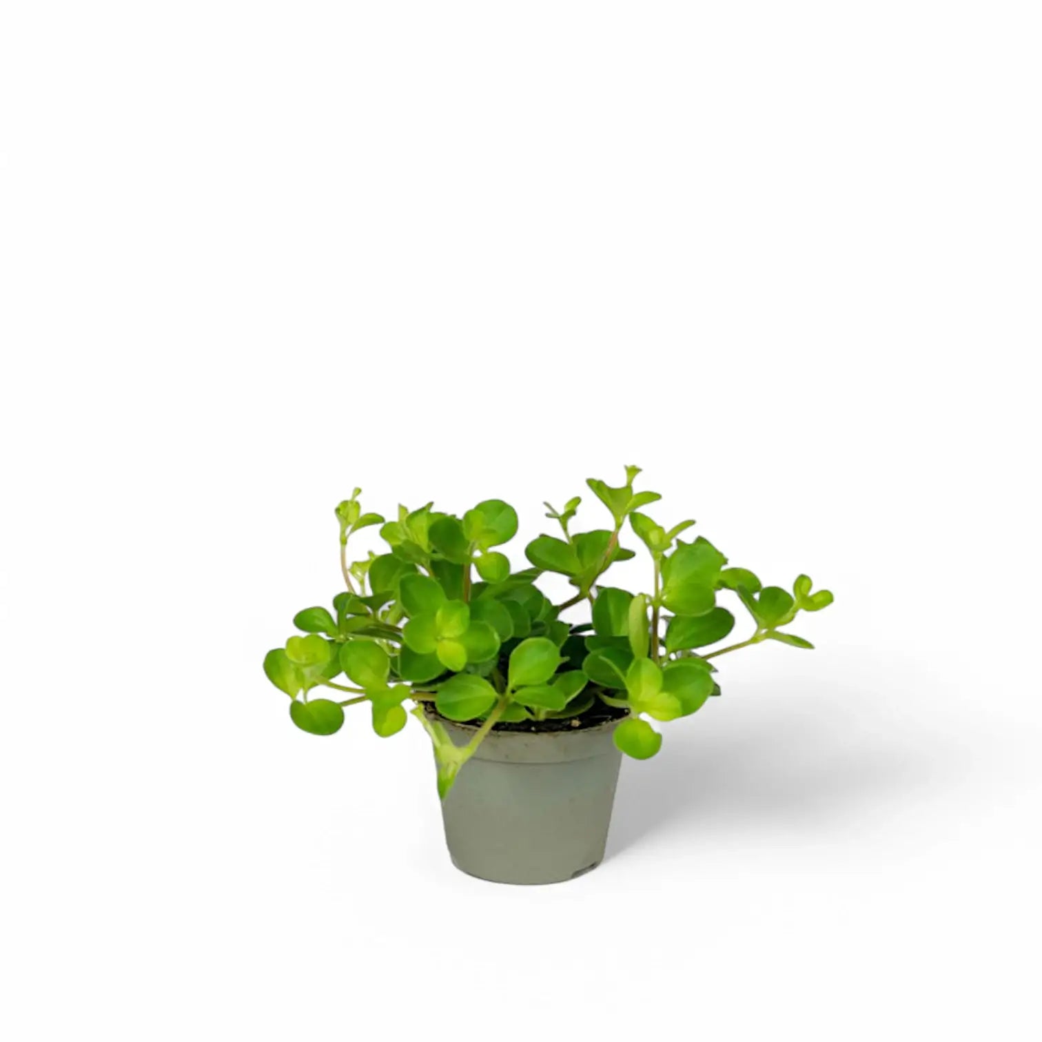 Peperomia rotundifolia potted houseplant in nursery pot on white background, product photo 4.