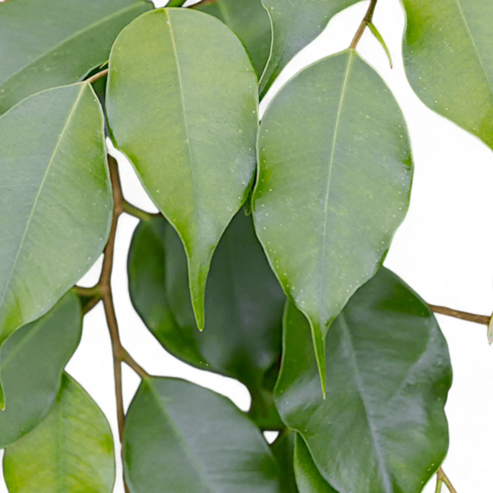 Nahaufnahme eines Blatts von Ficus benjamina 'Danielle' vor weißem Hintergrund.