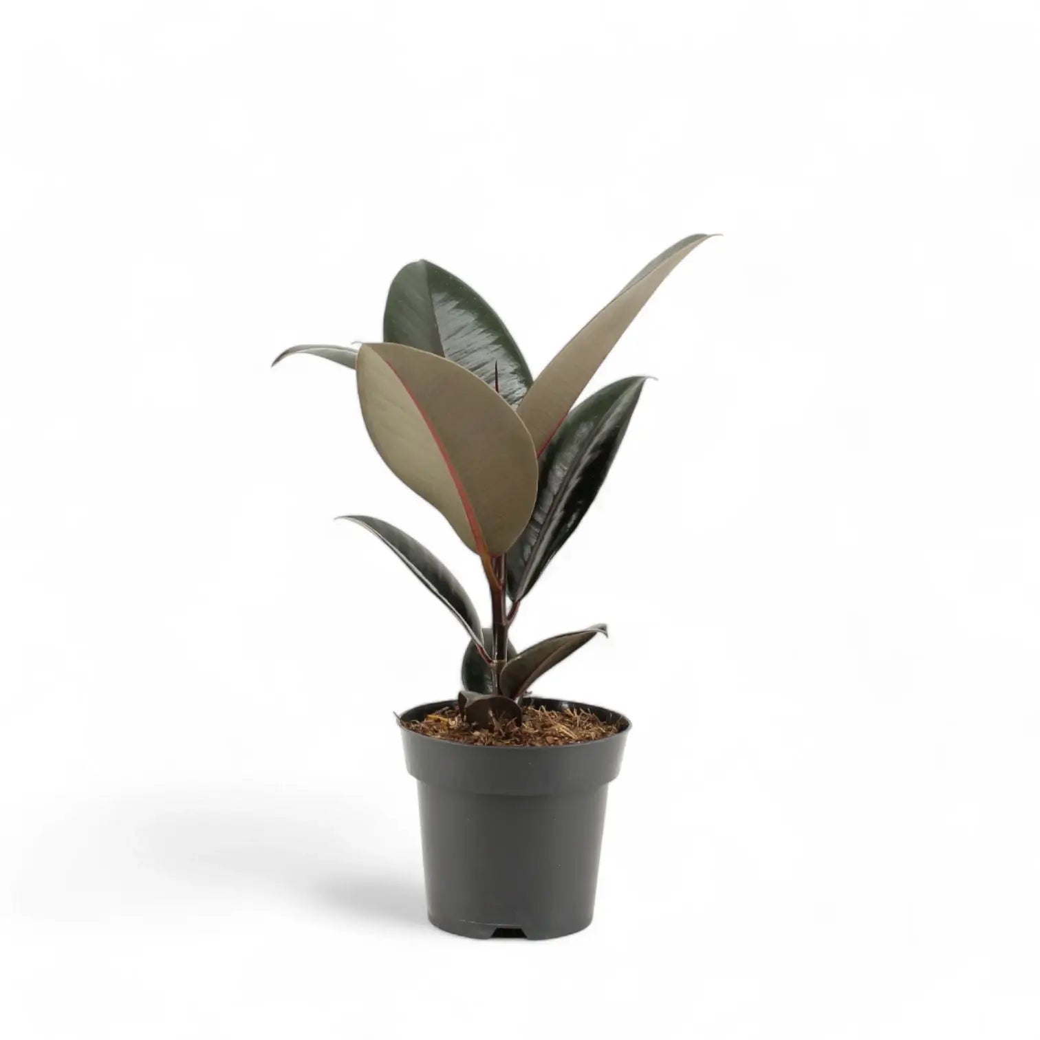 Ficus elastica 'Abidjan' potted houseplant in nursery pot on white background, product photo 4.
