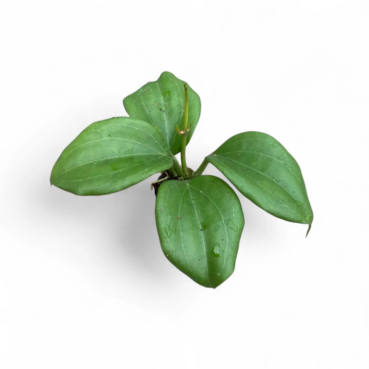 Hoya quinquenervia potted houseplant in nursery pot on white background, product photo 5.