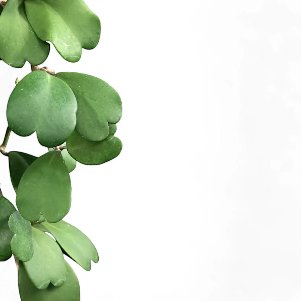 Hoya kerrii – Nahaufnahme eines Blatts vor weißem Hintergrund.