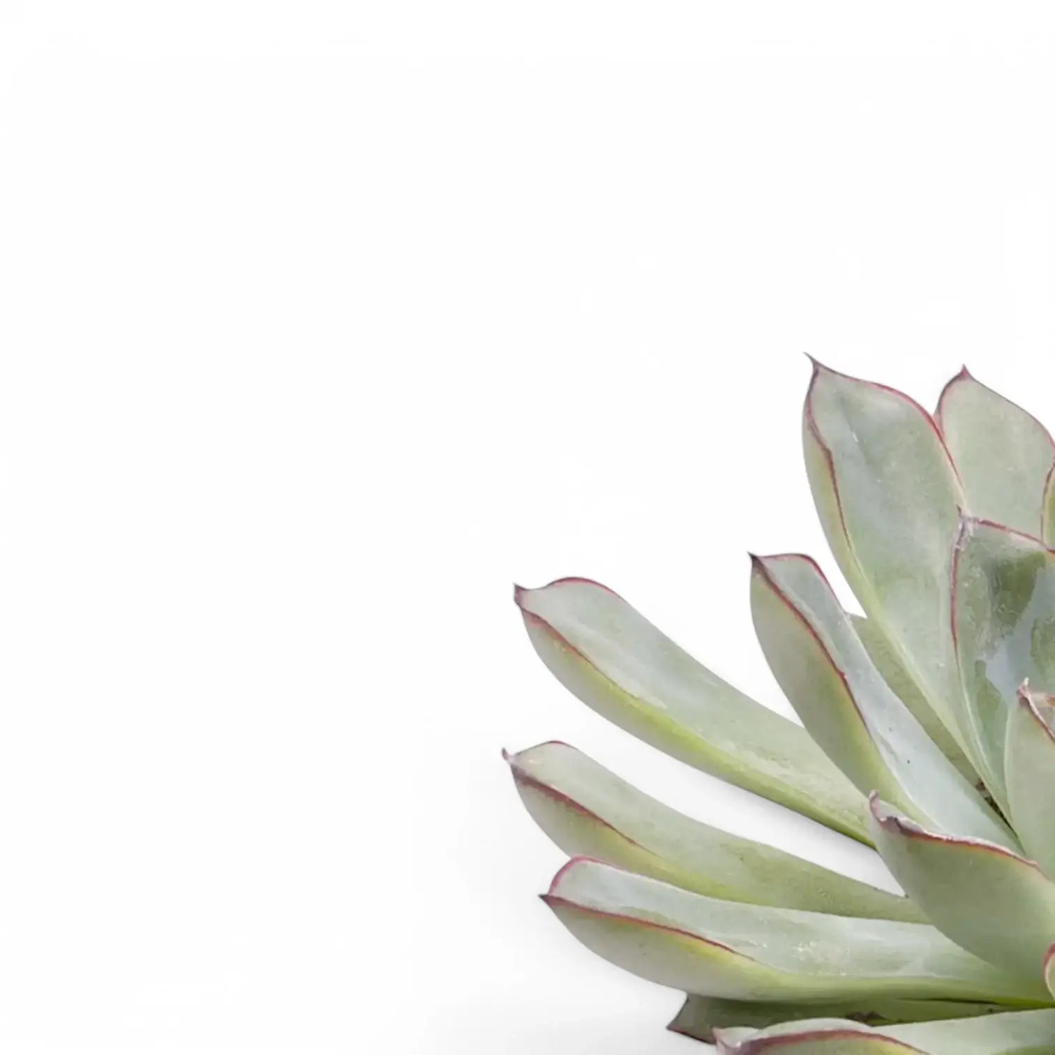 Echeveria pulidonis – Nahaufnahme eines Blatts vor weißem Hintergrund.