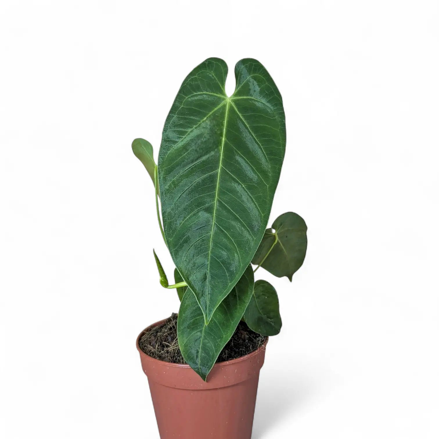 Anthurium queremalense potted houseplant in nursery pot on white background, product photo 7.