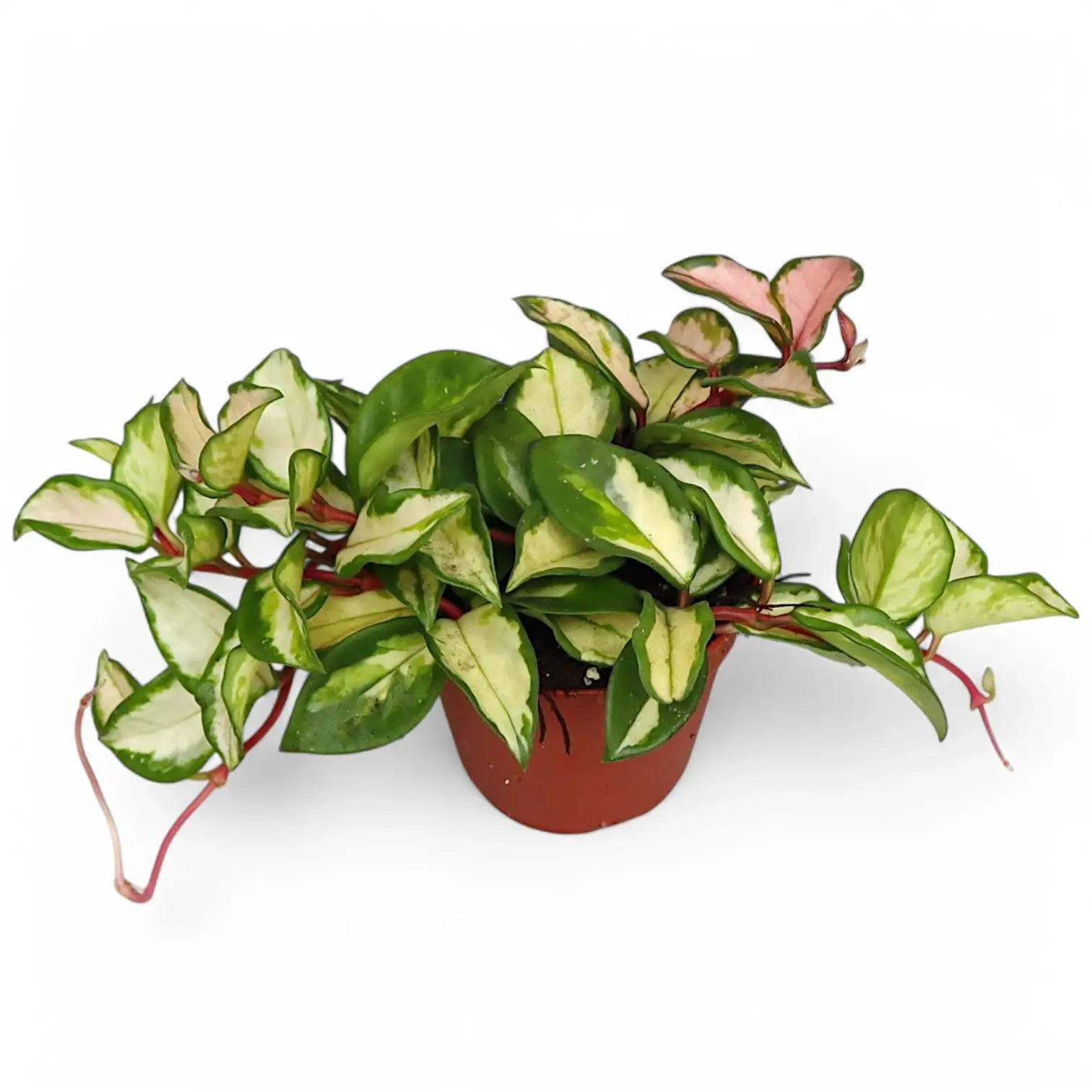 Hoya carnosa 'Tricolor' – Topfpflanze im Kulturtopf vor weißem Hintergrund, Produktfoto 11.