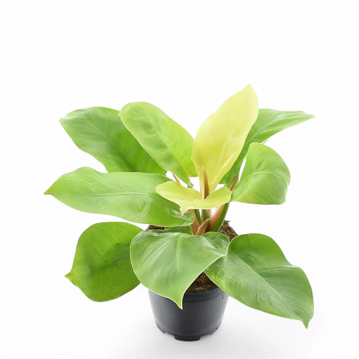 Philodendron 'Moonlight' potted houseplant in nursery pot on white background, product photo 11.