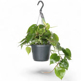 Philodendron hederaceum var. oxycardium (Philodendron scandens) potted houseplant in nursery pot on white background, product photo 9.