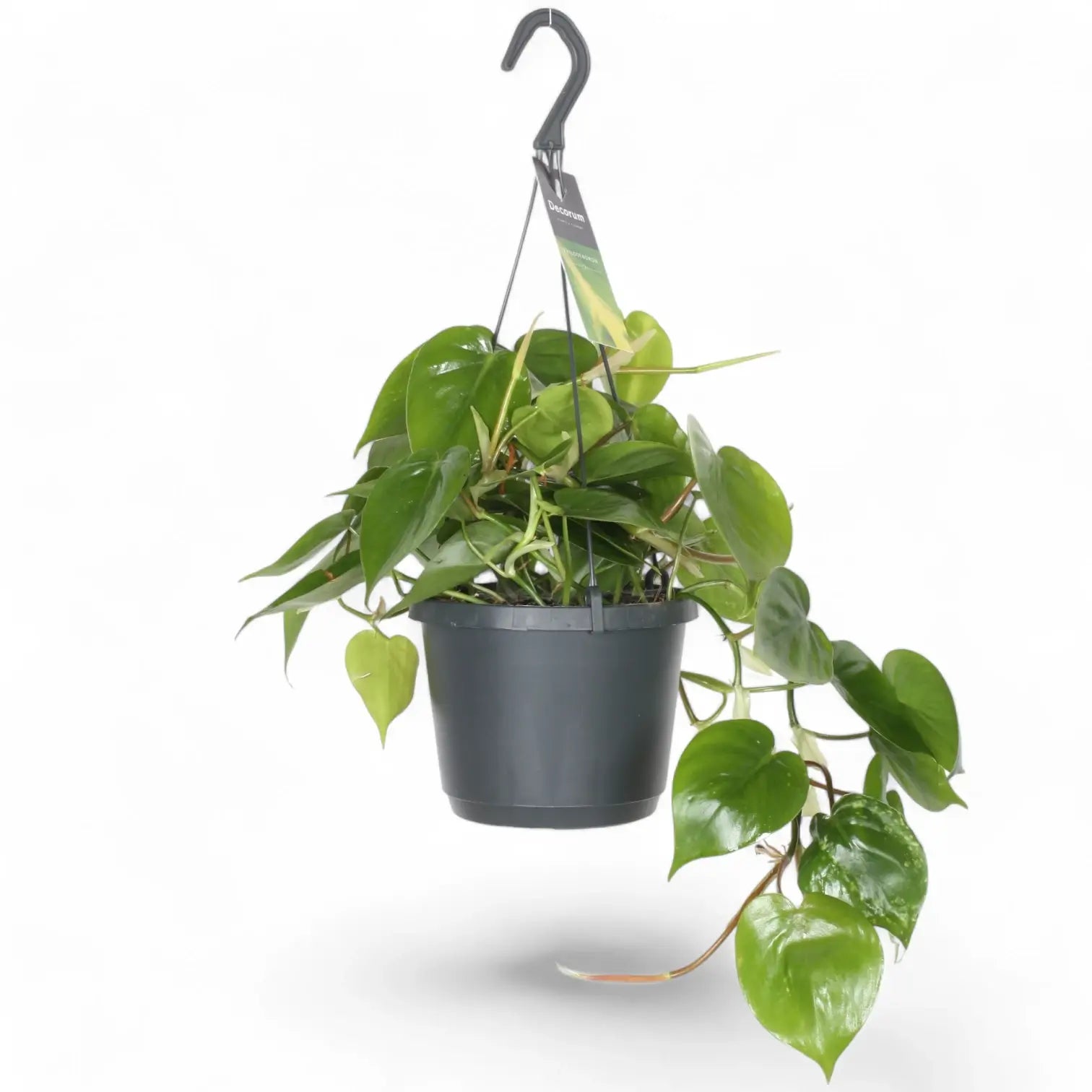 Philodendron hederaceum var. oxycardium (Philodendron scandens) potted houseplant in nursery pot on white background, product photo 9.