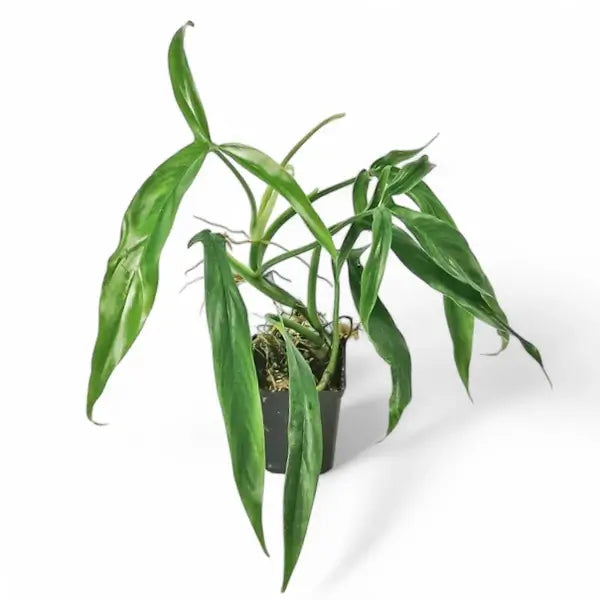 Philodendron holtonianum – Topfpflanze im Kulturtopf vor weißem Hintergrund, Produktfoto 5.