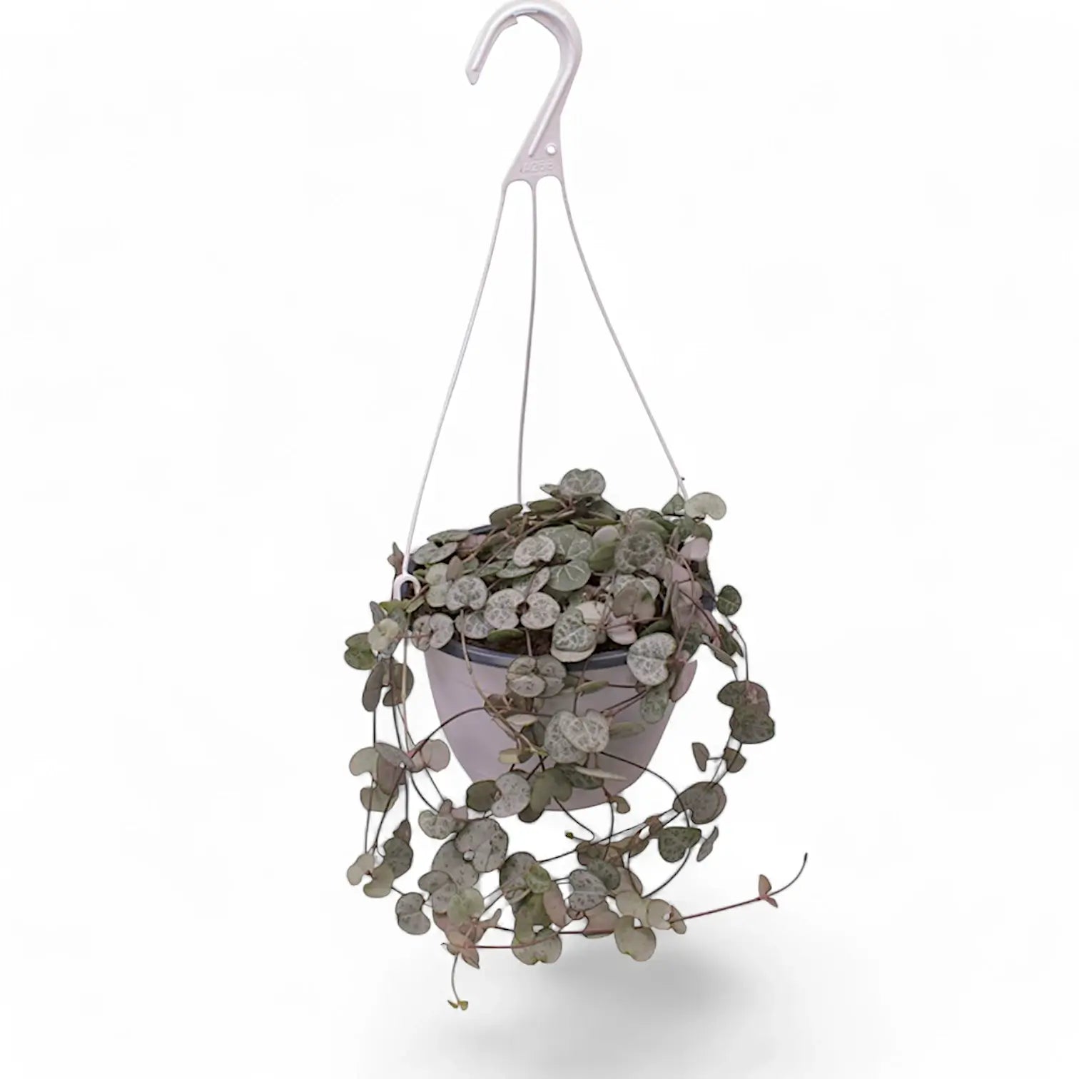 Ceropegia woodii – Zimmerpflanze im Kulturtopf auf weißem Hintergrund, Produktfoto 11.