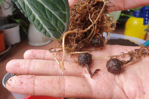 Alocasia corms and cormels prepared for propagation