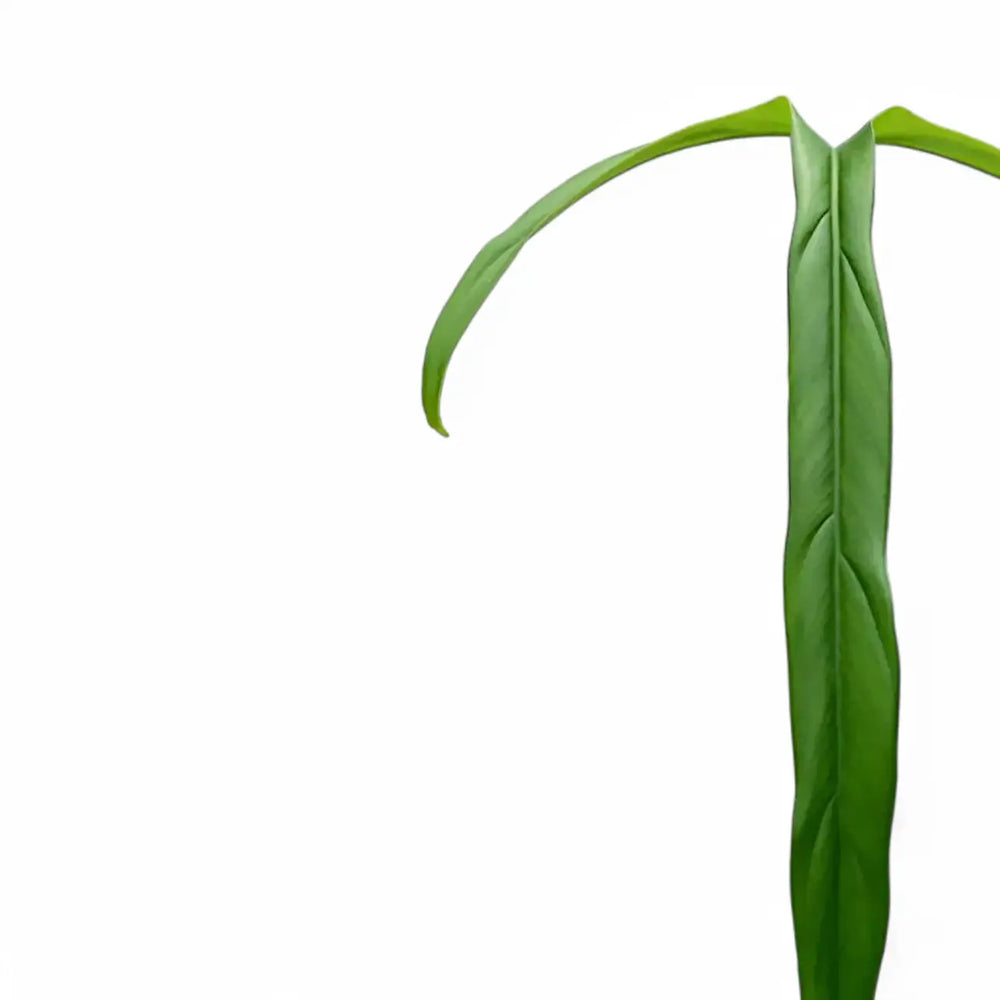 Philodendron holtonianum – Nahaufnahme eines Blatts vor weißem Hintergrund.