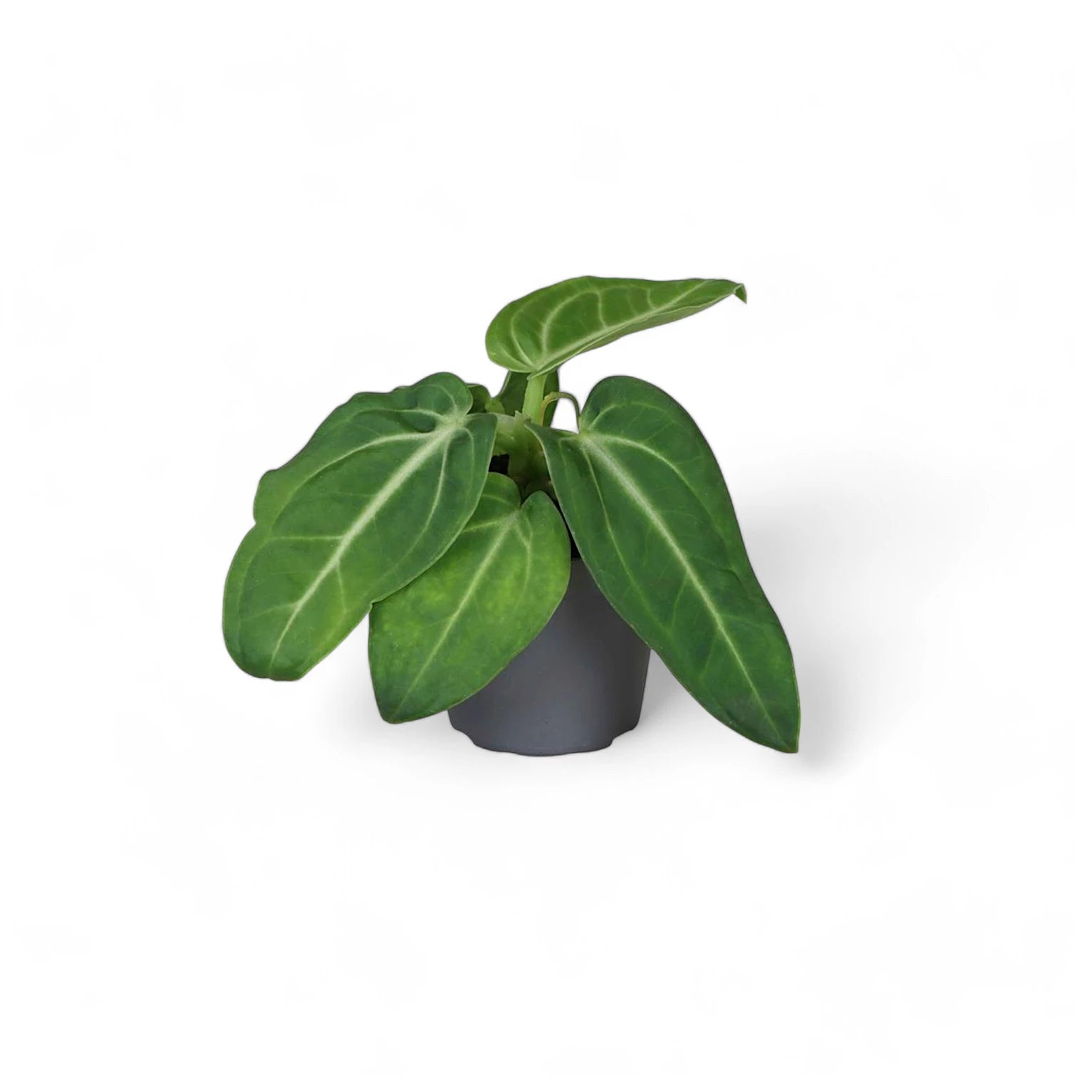 Anthurium villenaorum potted houseplant in nursery pot on white background, product photo 10.