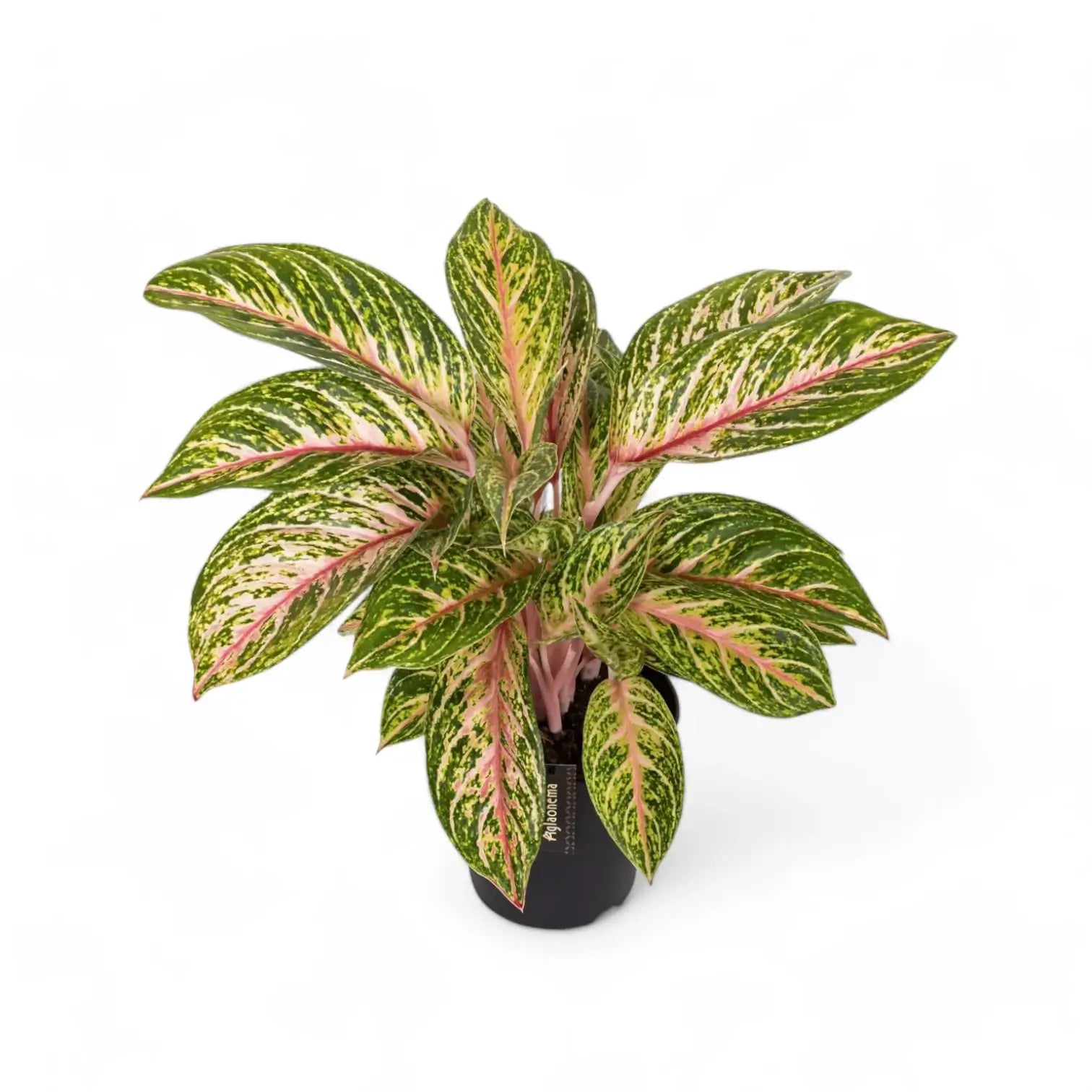 Aglaonema 'Cocomelon' potted houseplant in nursery pot on white background, product photo 6.