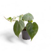 Philodendron hederaceum var. oxycardium (Philodendron scandens) potted houseplant in nursery pot on white background, product photo 4.