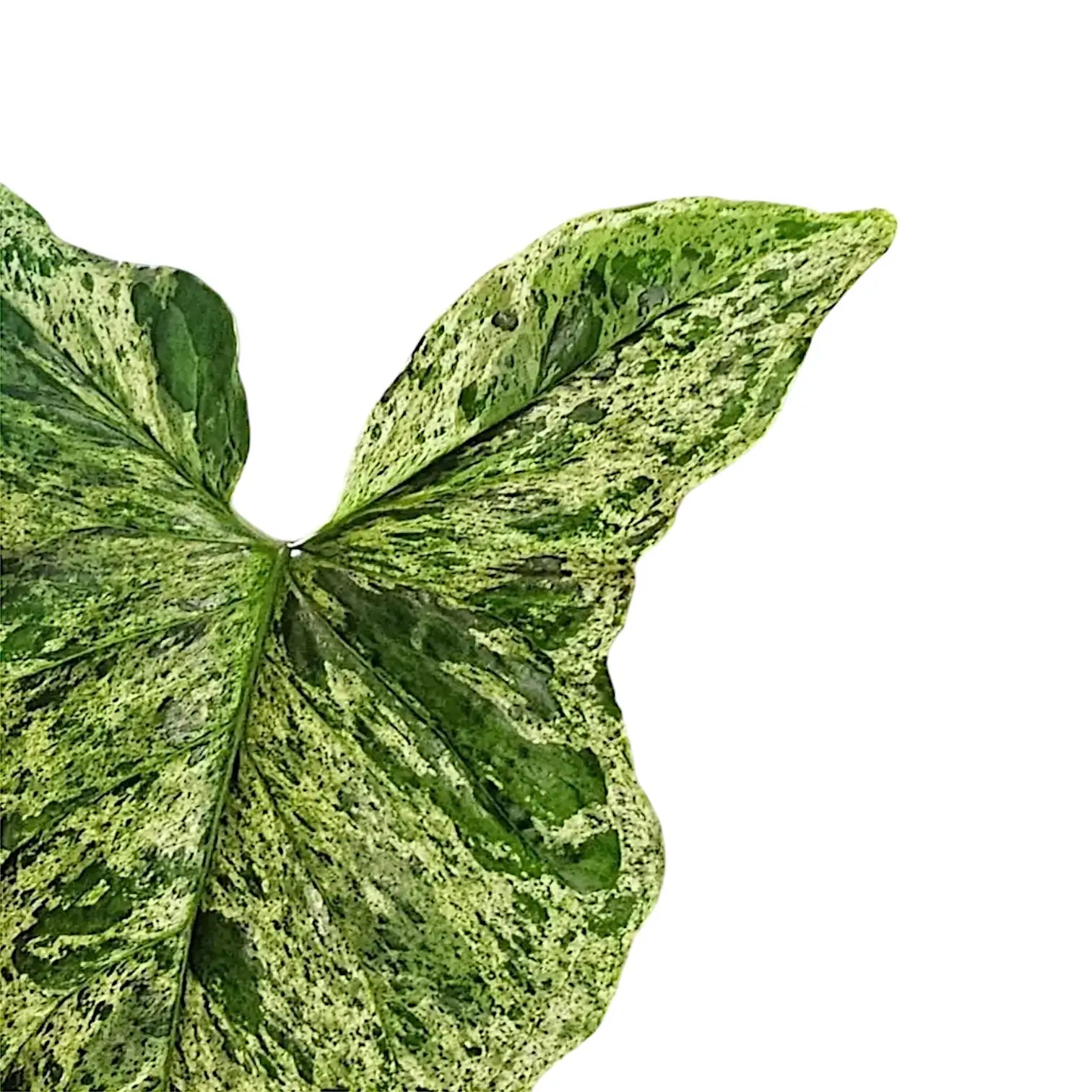 Syngonium podophyllum 'Mottled' – Zimmerpflanze im Kulturtopf auf weißem Hintergrund, Produktfoto 10.