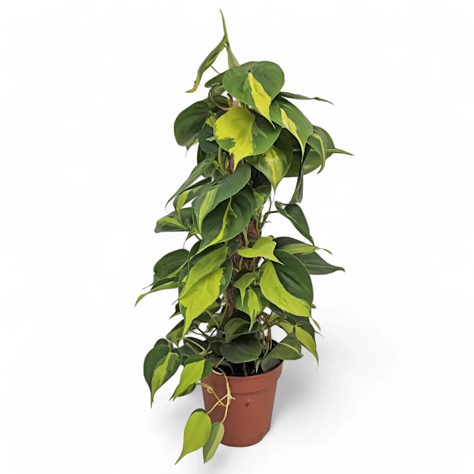 Philodendron hederaceum var. oxycardium 'Brasil' potted houseplant in nursery pot on white background, product photo 9.