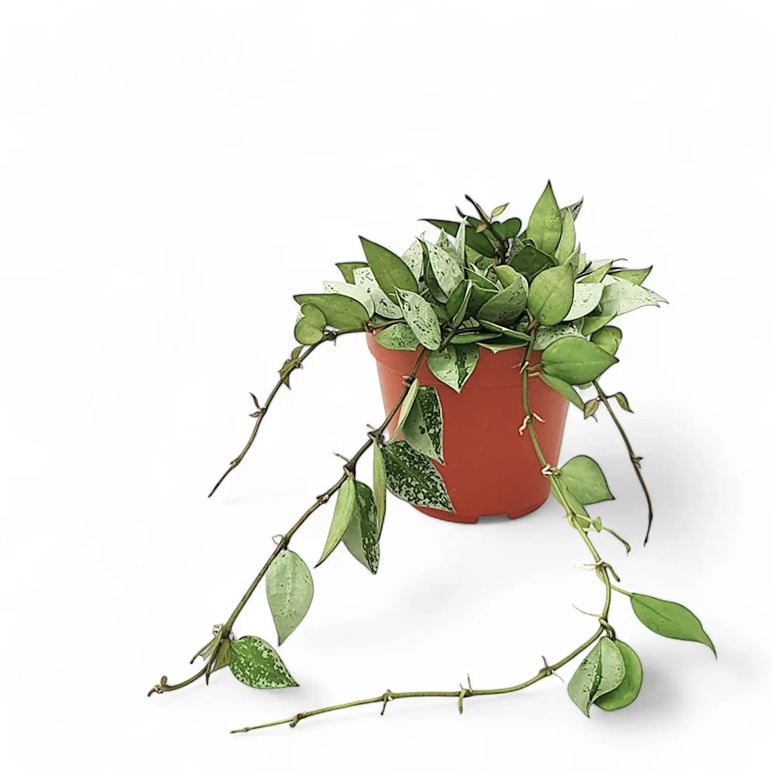 Hoya krohniana 'Super Silver' potted houseplant in nursery pot on white background, product photo 6.