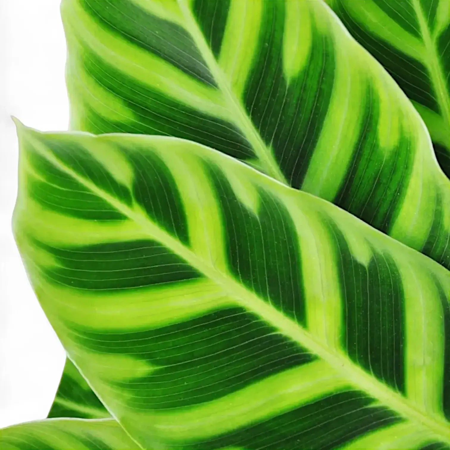 Goeppertia (Calathea) zebrina – Blatt-Detailaufnahme auf weißem Hintergrund.