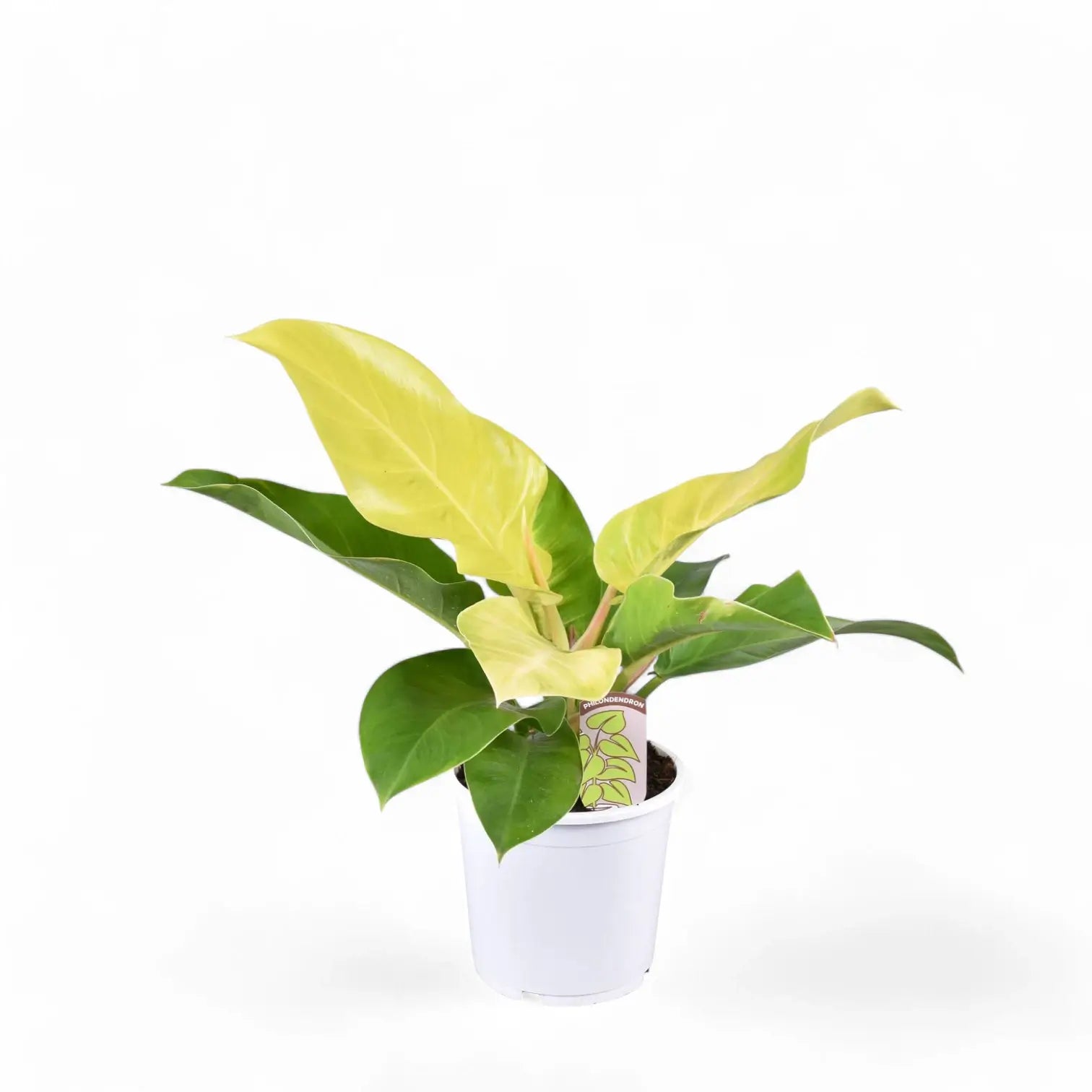 Philodendron 'Moonlight' potted houseplant in nursery pot on white background, product photo 10.