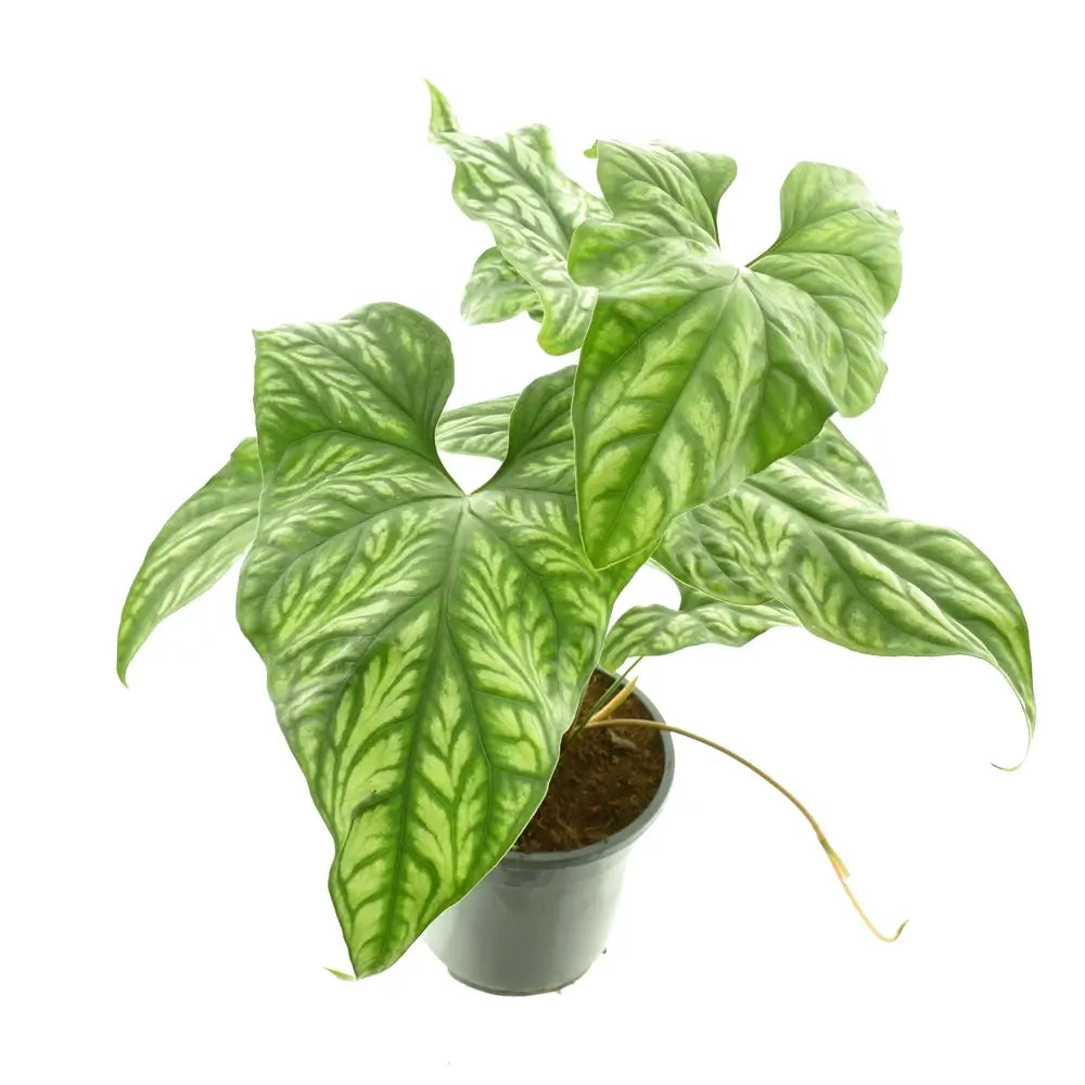 Cercestis mirabilis potted houseplant in nursery pot on white background, product photo 2.