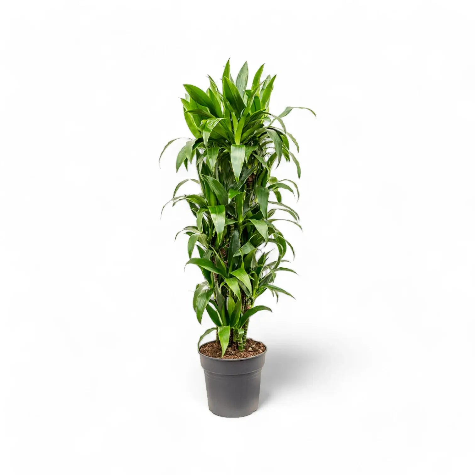 Dracaena fragrans 'Janet Craig' potted houseplant in nursery pot on white background, product photo 11.