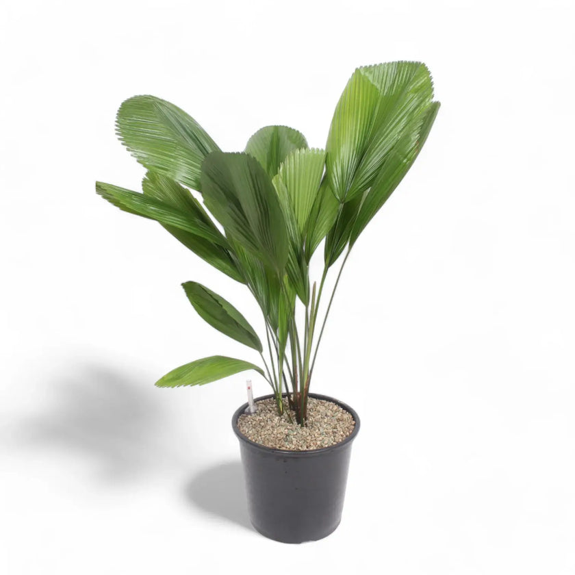 Licuala grandis potted houseplant in nursery pot on white background, product photo 2.