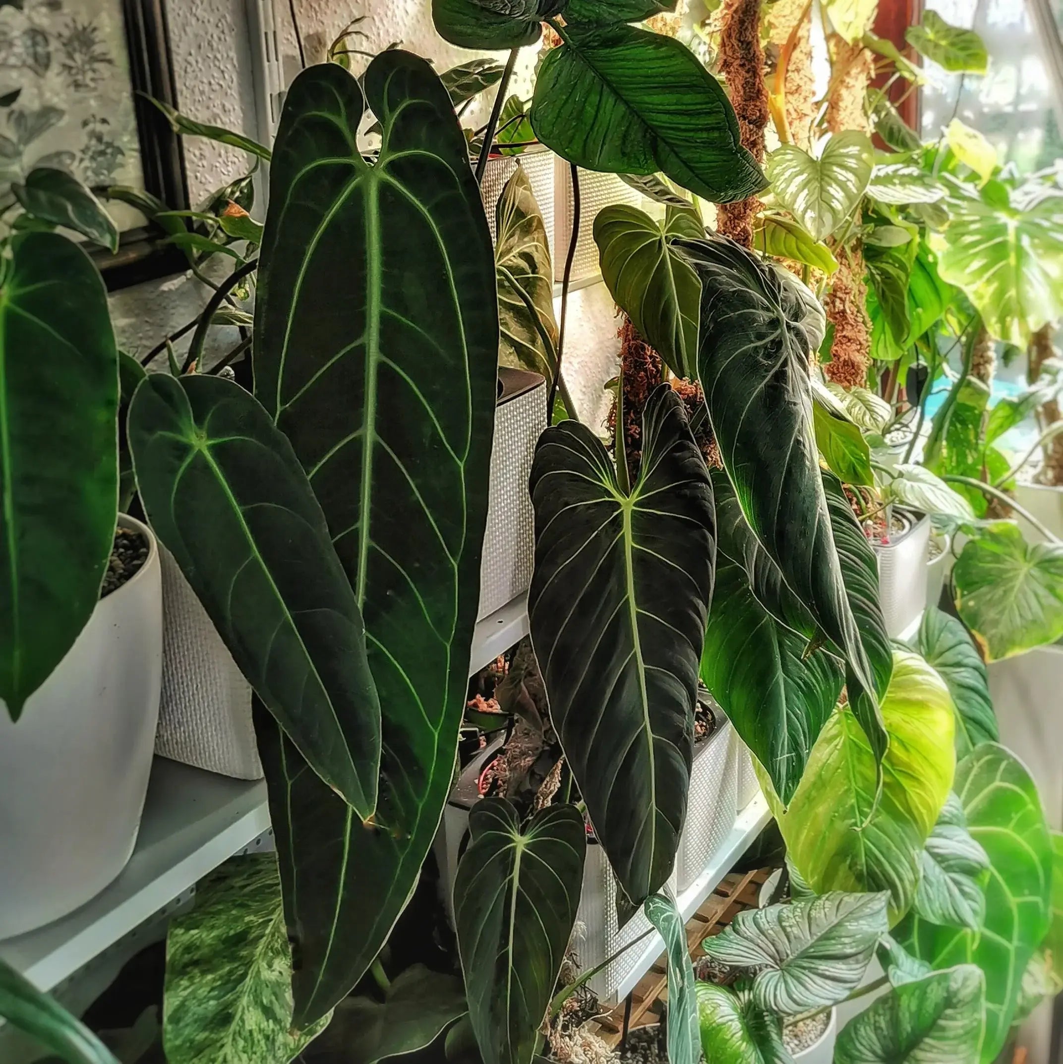 Houseplant care article about why some houseplants feel difficult indoors