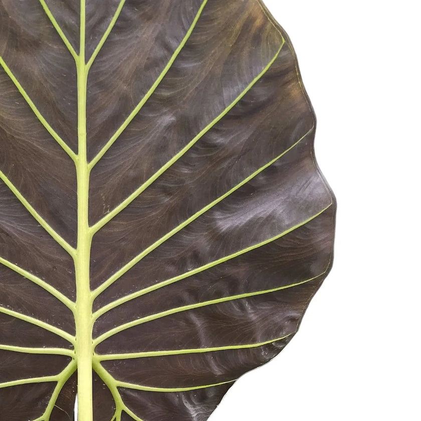 Alocasia 'Regal Shields' leaf close-up on white background.