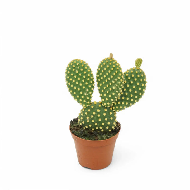 Opuntia microdasys potted houseplant in nursery pot on white background, product photo 2.