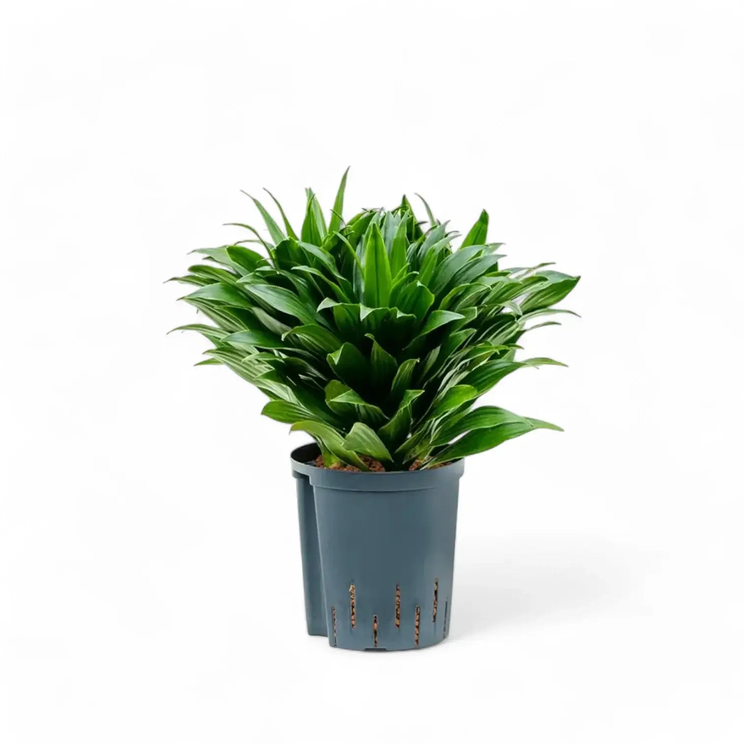 Dracaena fragrans 'Compacta' potted houseplant in nursery pot on white background, product photo 5.