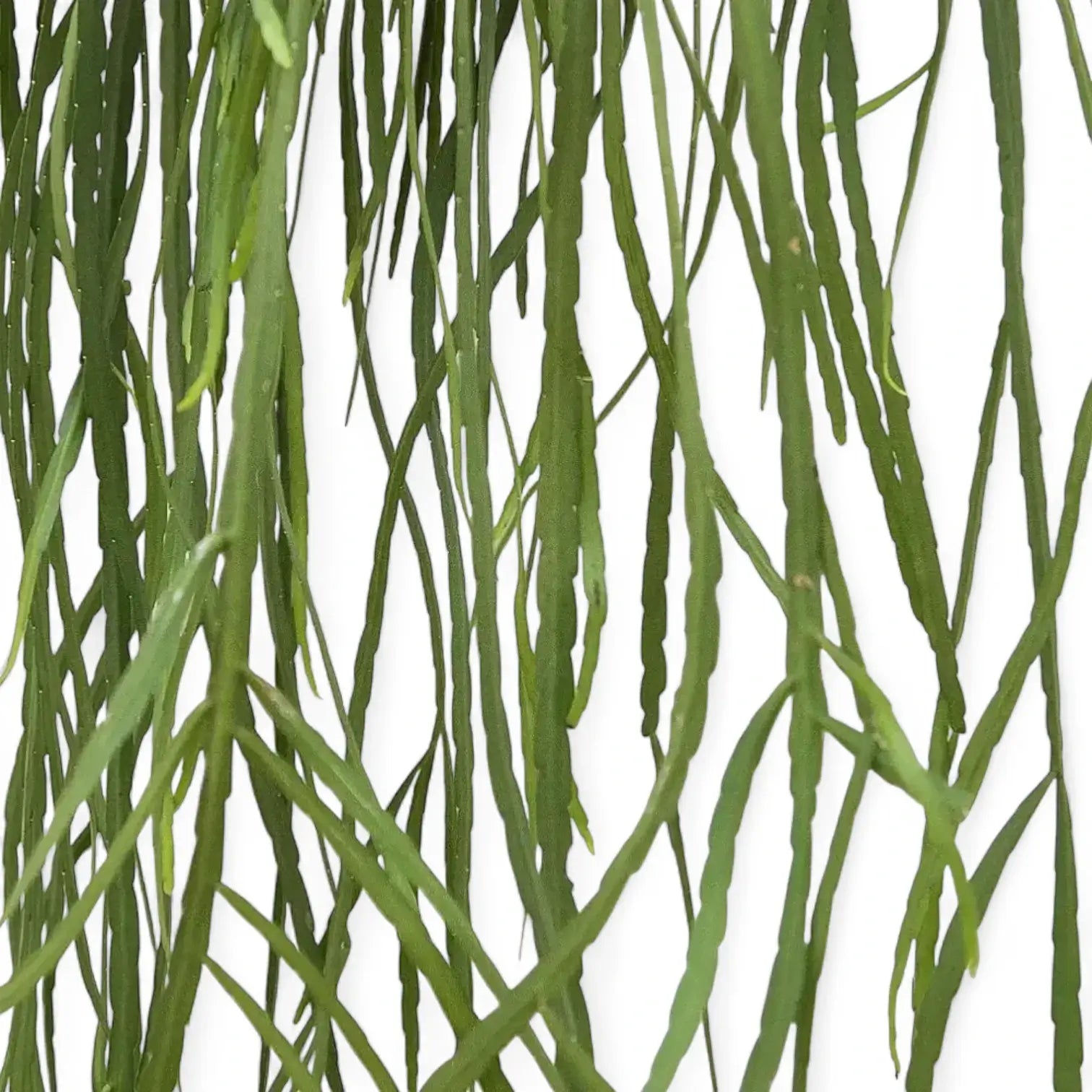 Pfeiffera boliviana leaf close-up on white background.