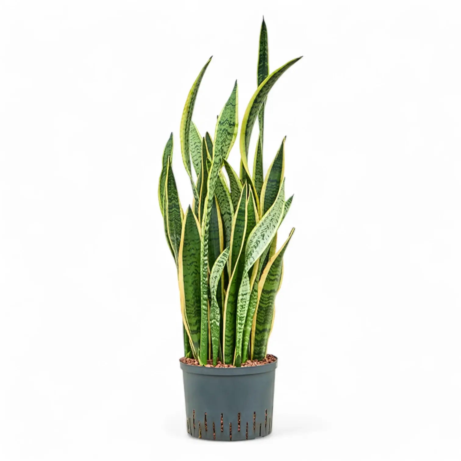 Dracaena (Sansevieria) trifasciata 'Laurentii' – Topfpflanze im Kulturtopf vor weißem Hintergrund, Produktfoto 14.