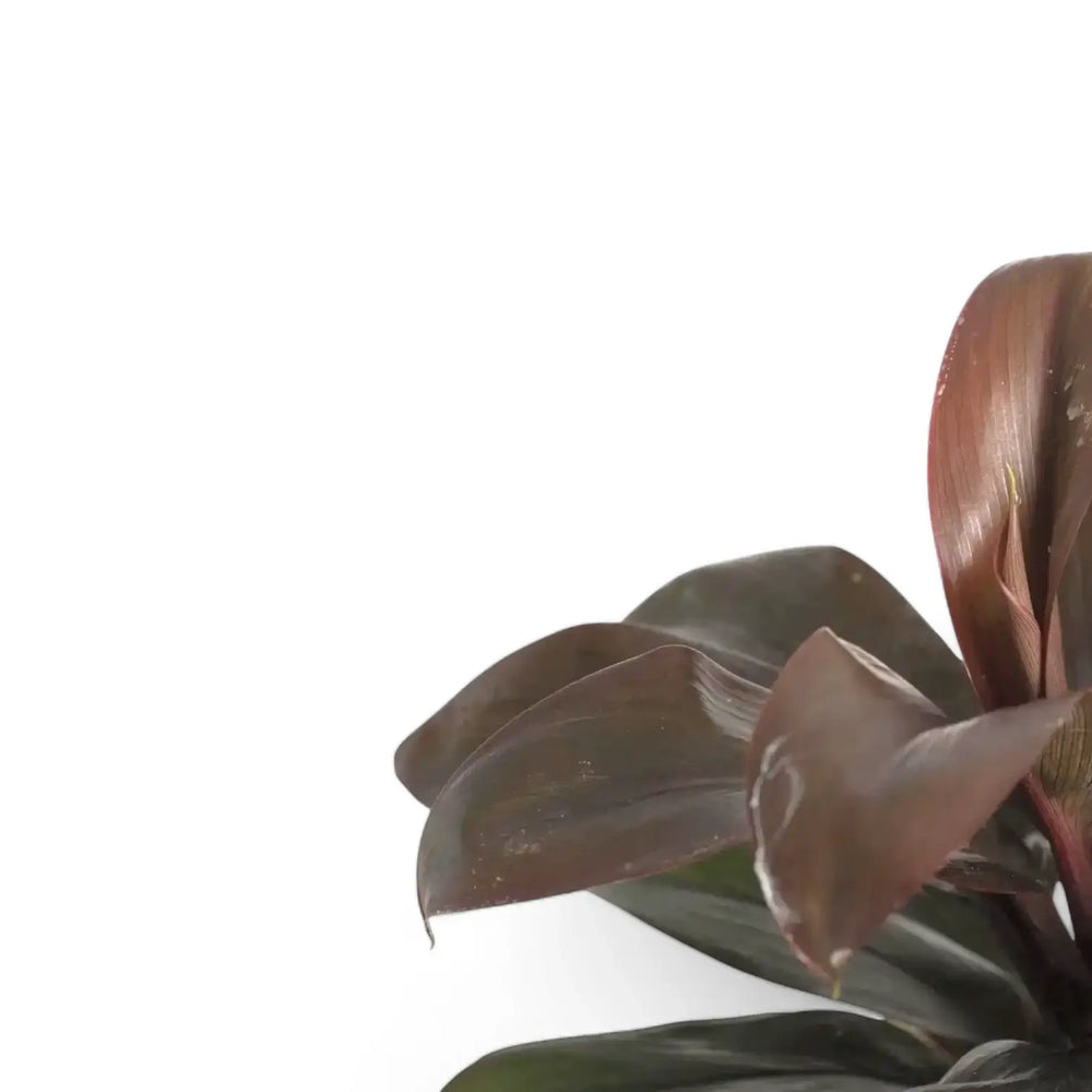 Cordyline fruticosa 'Purple Compacta' – Nahaufnahme eines Blatts vor weißem Hintergrund.