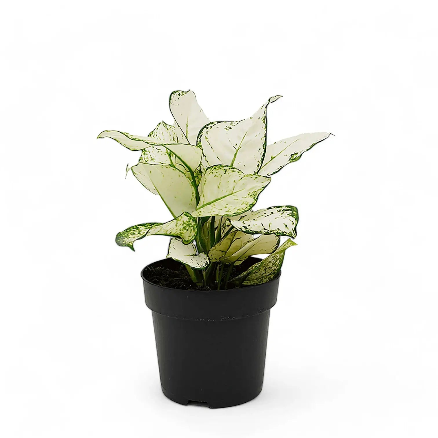 Aglaonema 'White joy' potted houseplant in nursery pot on white background, product photo 5.