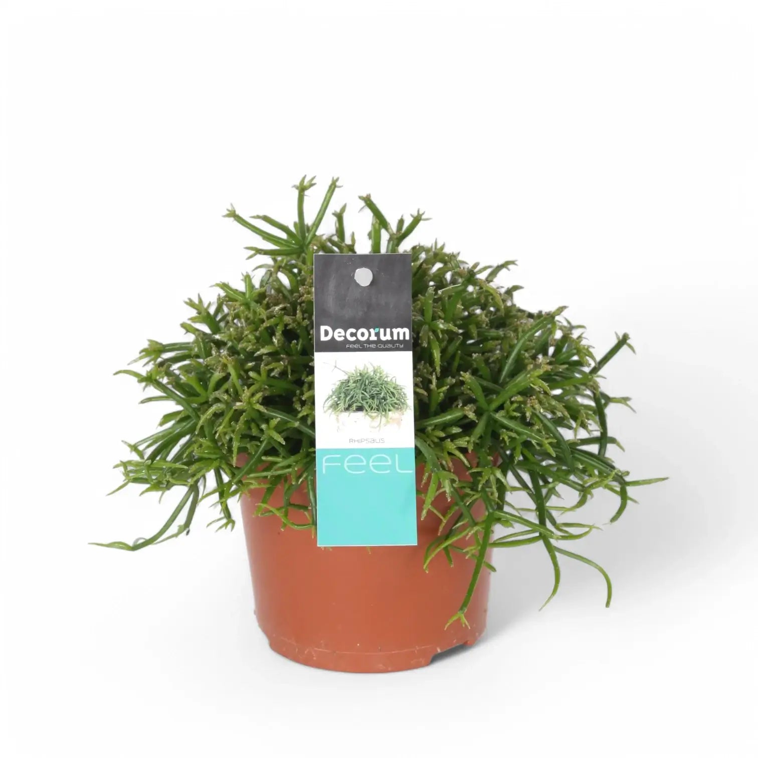 Rhipsalis baccifera – Zimmerpflanze im Kulturtopf auf weißem Hintergrund, Produktfoto 3.