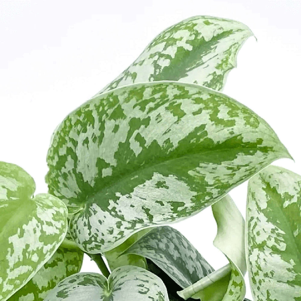 Scindapsus pictus 'Exotica' – Detailaufnahme auf weißem Hintergrund.