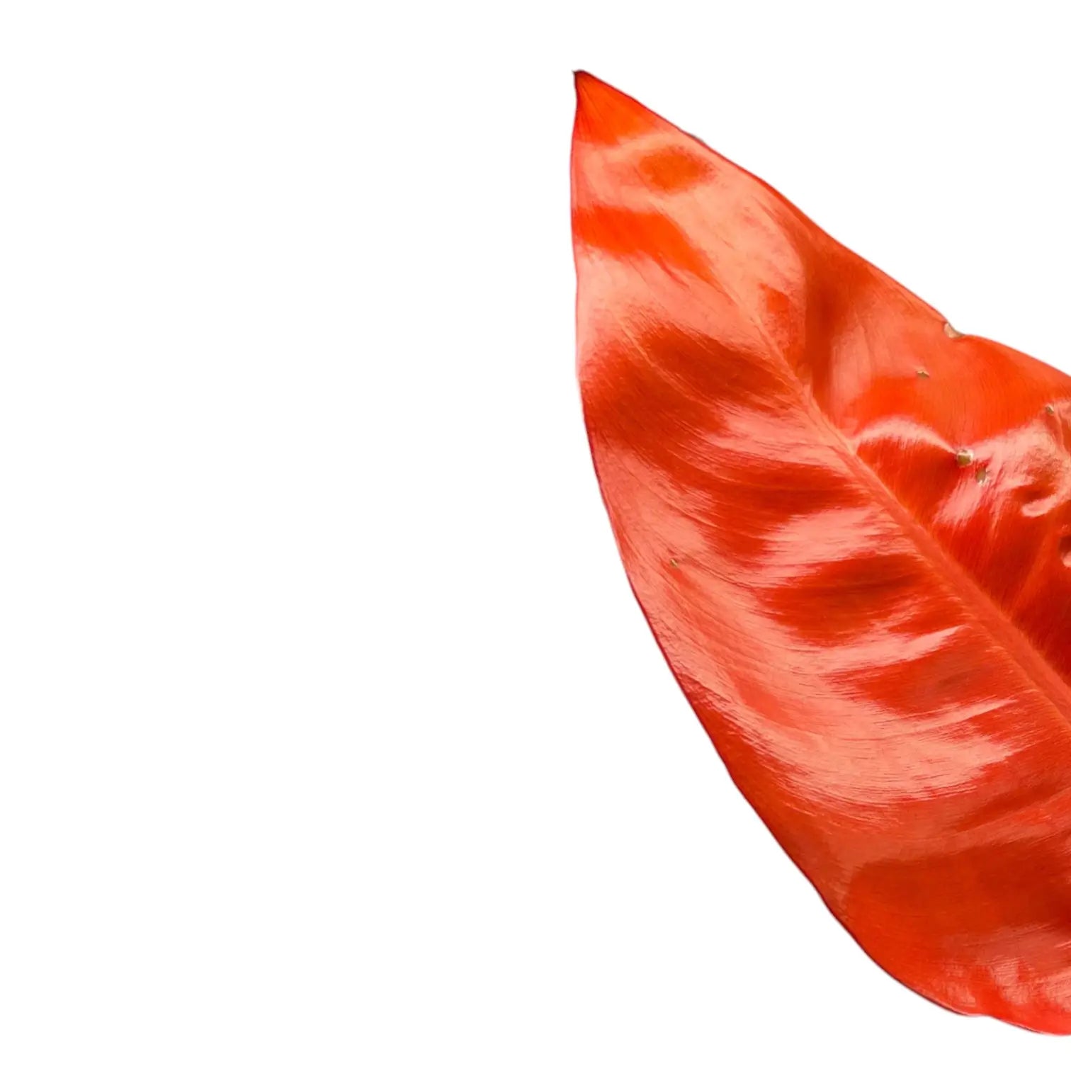 Philodendron 'Red Sun' leaf close-up on white background.