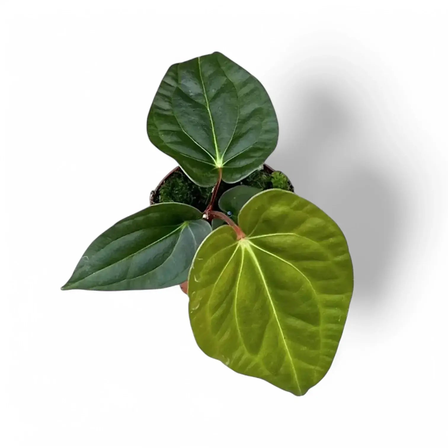 Anthurium regale x luxurians potted houseplant in nursery pot on white background, product photo 3.