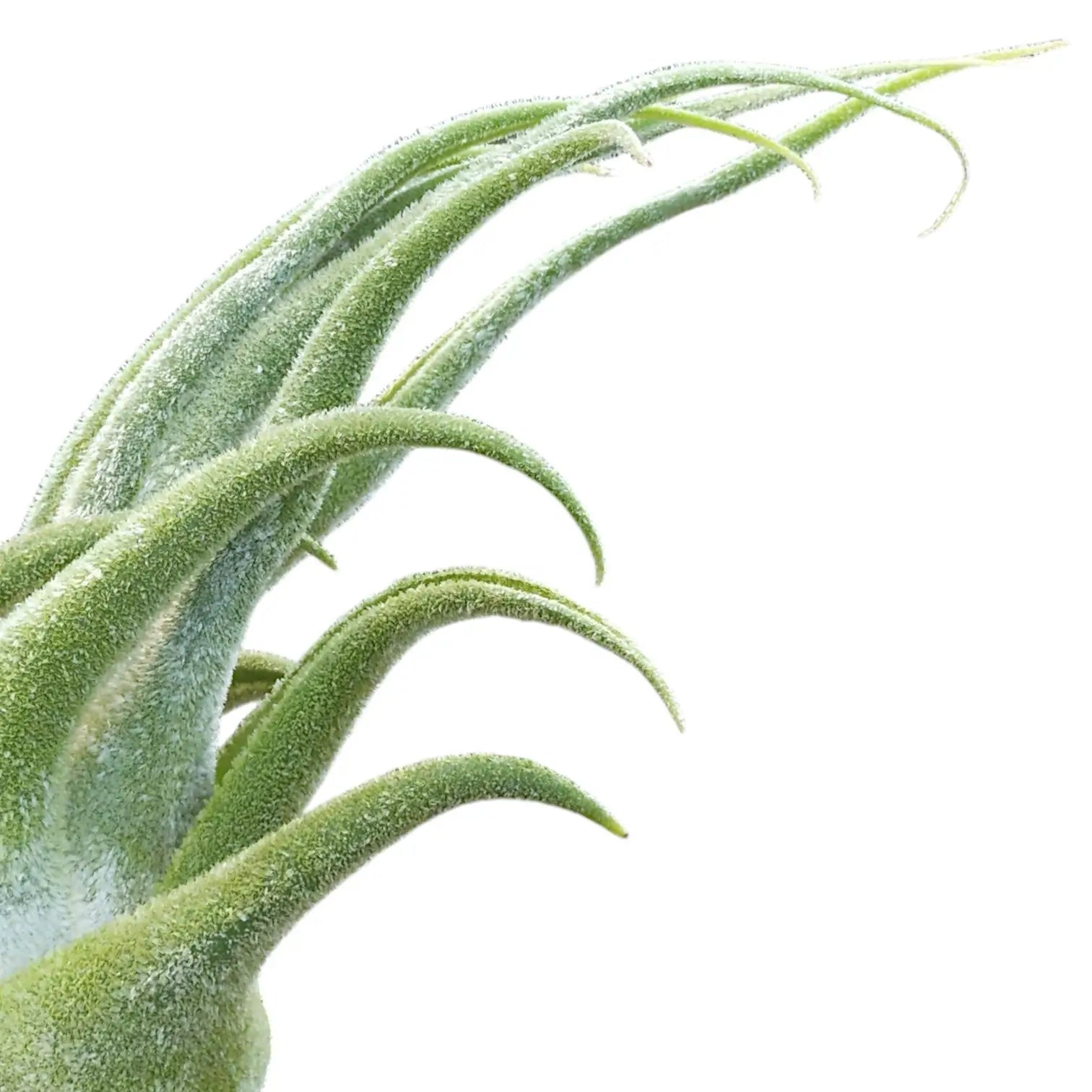 Tillandsia seleriana – Blatt-Detailaufnahme auf weißem Hintergrund.