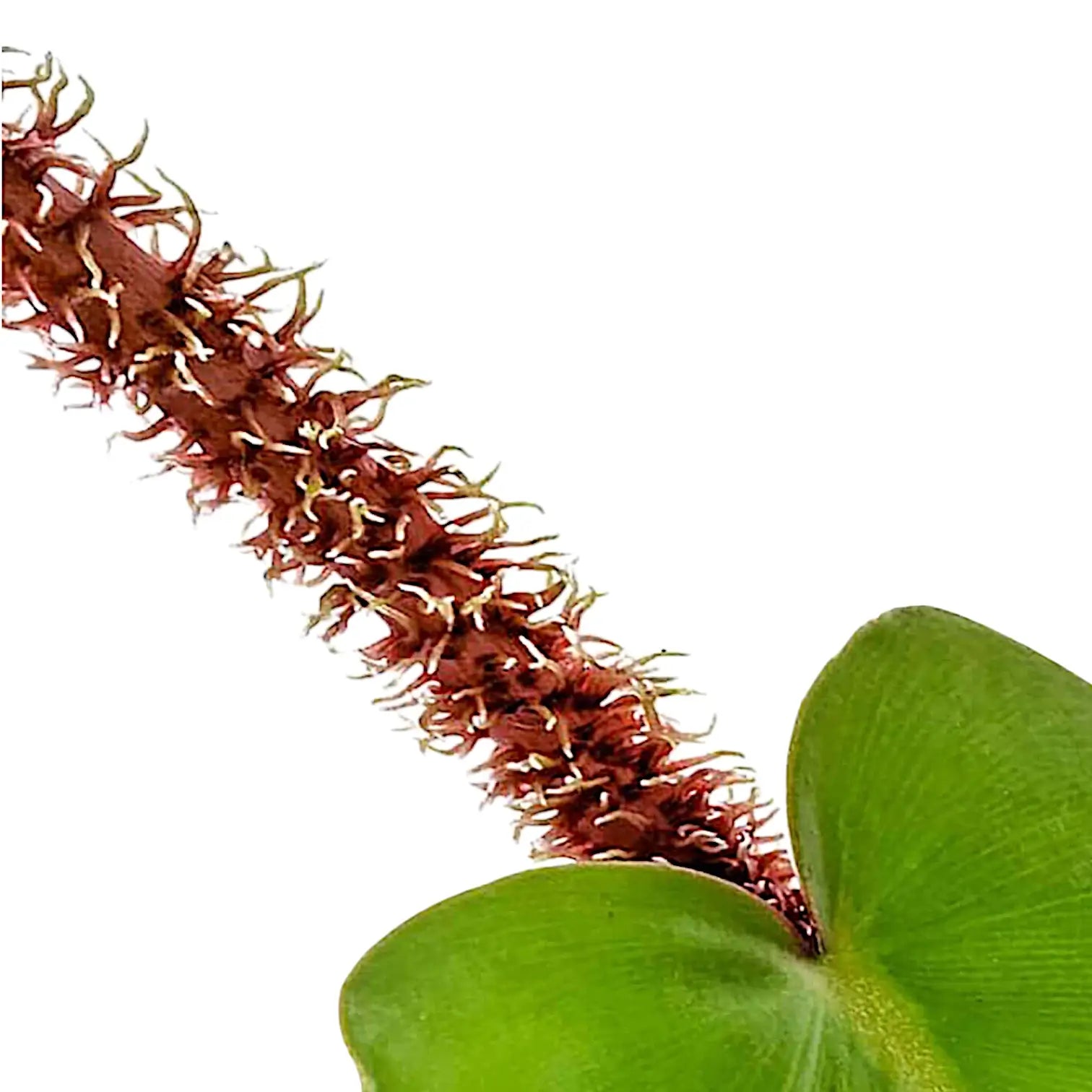 Philodendron squamiferum – Nahaufnahme eines Blatts vor weißem Hintergrund.