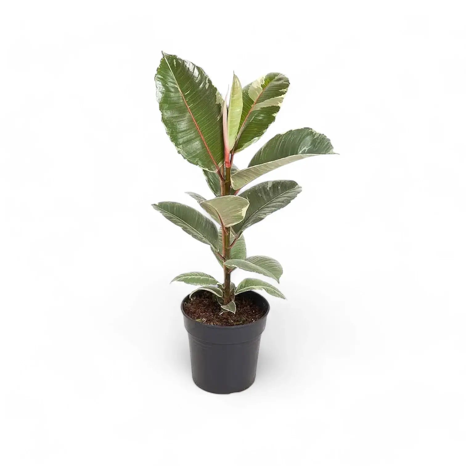 Ficus elastica 'Tineke' – Topfpflanze im Kulturtopf vor weißem Hintergrund, Produktfoto 11.