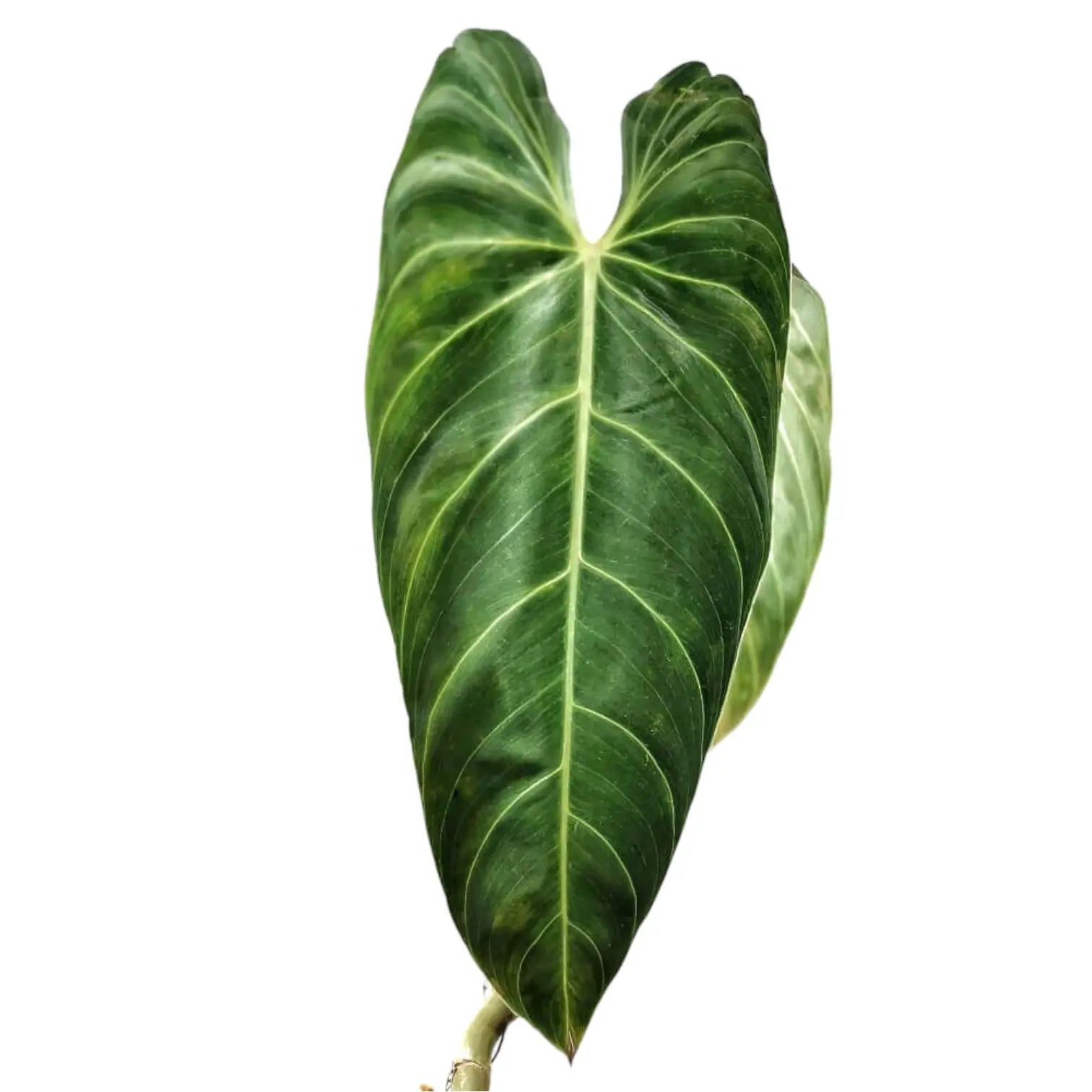 Philodendron melanochrysum – Topfpflanze im Kulturtopf vor weißem Hintergrund, Produktfoto 5.