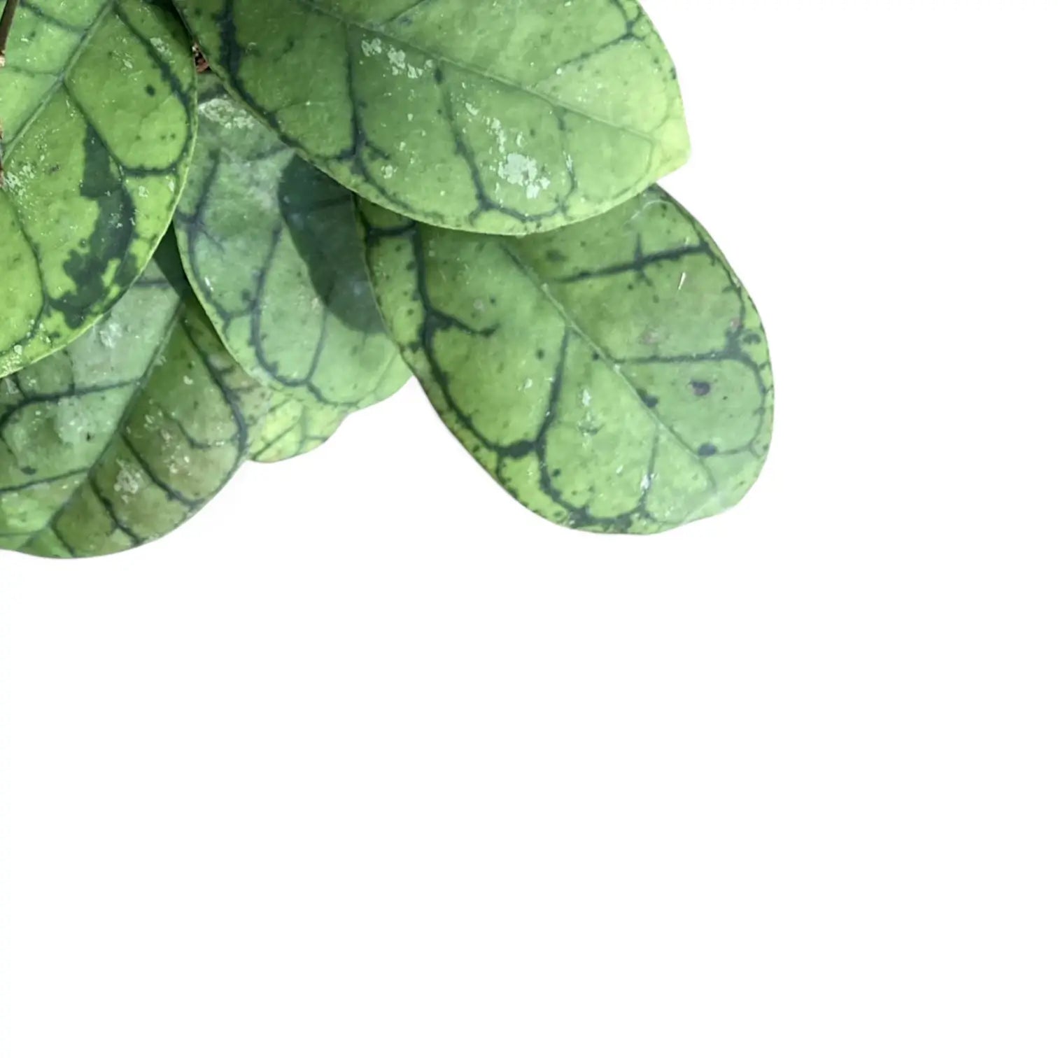 Hoya callistophylla – Zimmerpflanze im Kulturtopf auf weißem Hintergrund, Produktfoto 13.