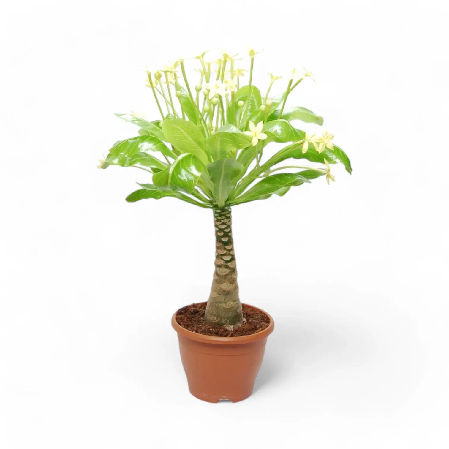 Brighamia insignis 'Hawaii Palm' potted houseplant in nursery pot on white background, product photo 5.