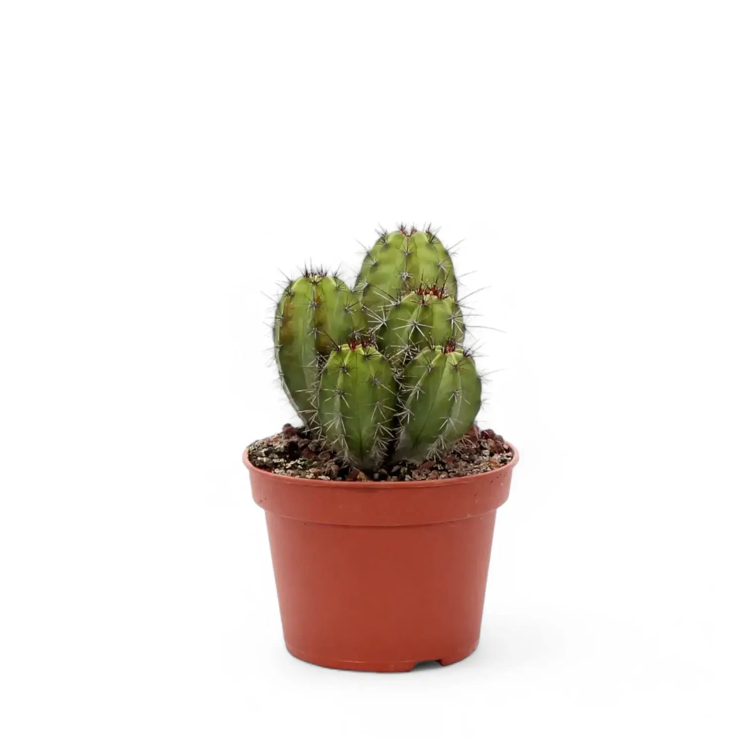 Polaskia chichipe potted houseplant in nursery pot on white background, product photo 4.