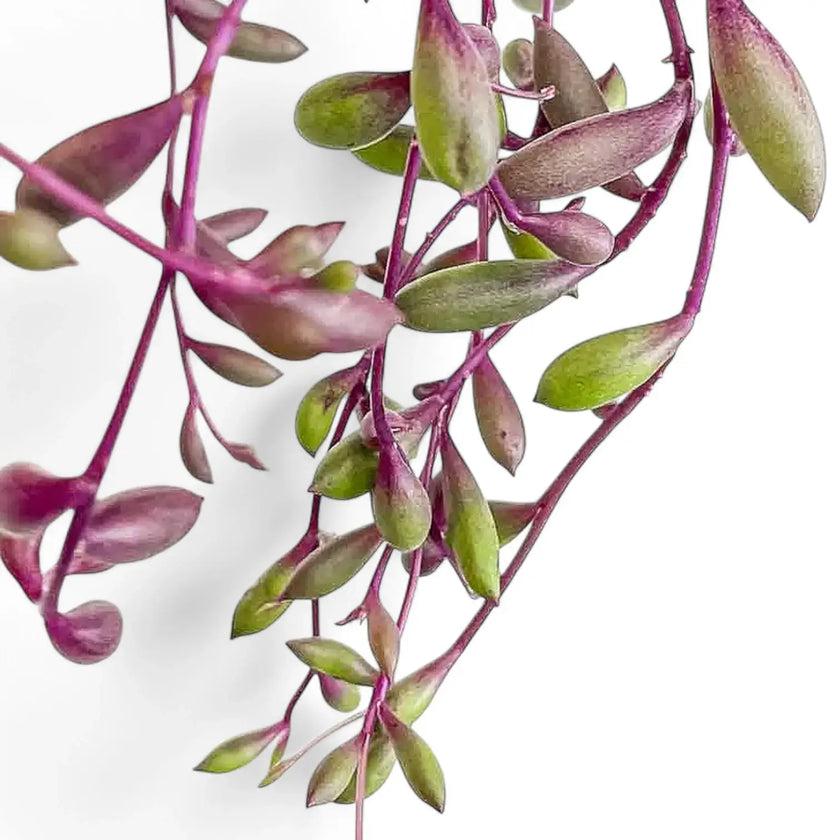 Curio herreianus 'Purple flush' leaf close-up on white background.