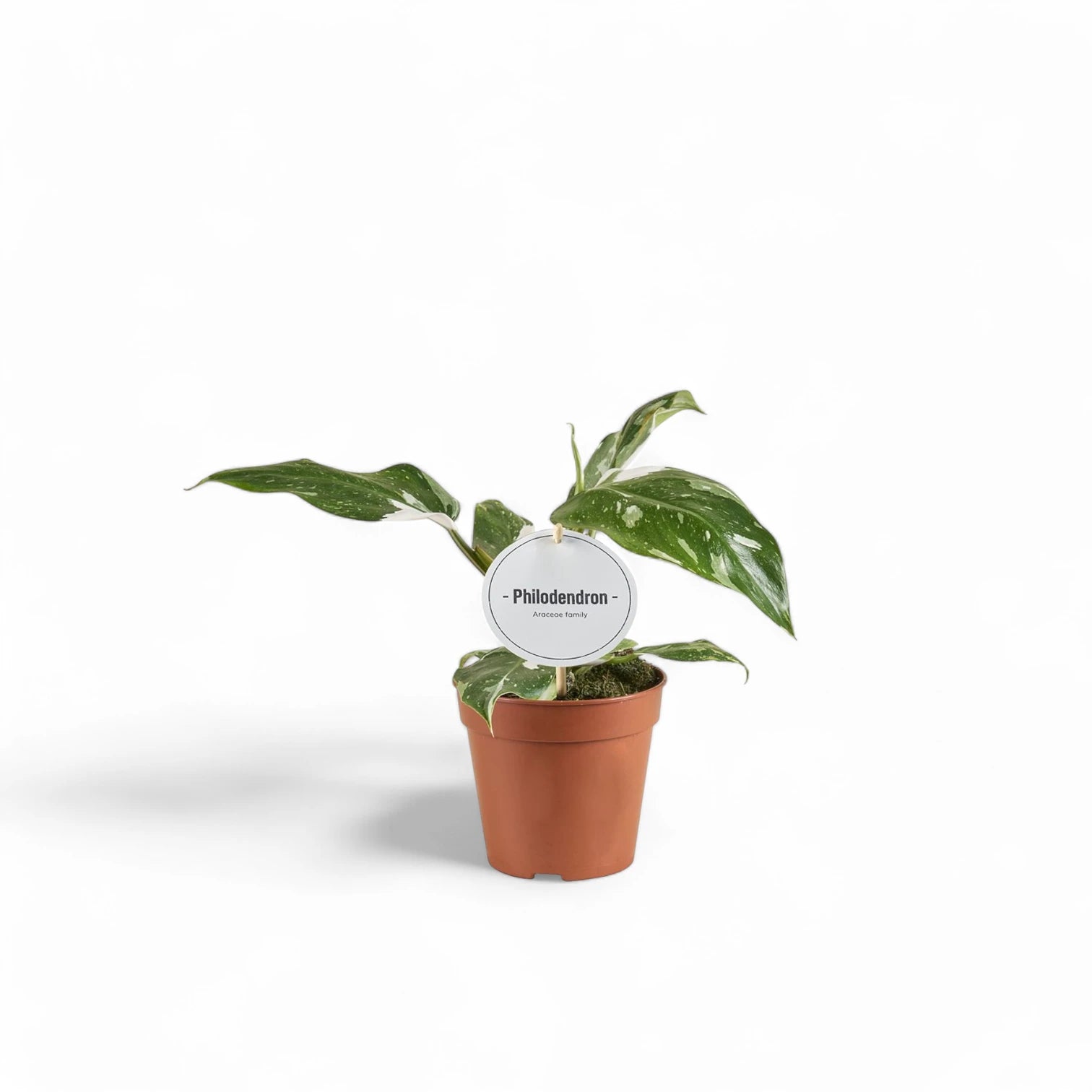 Philodendron 'White Princess' – Topfpflanze im Kulturtopf vor weißem Hintergrund, Produktfoto 9.