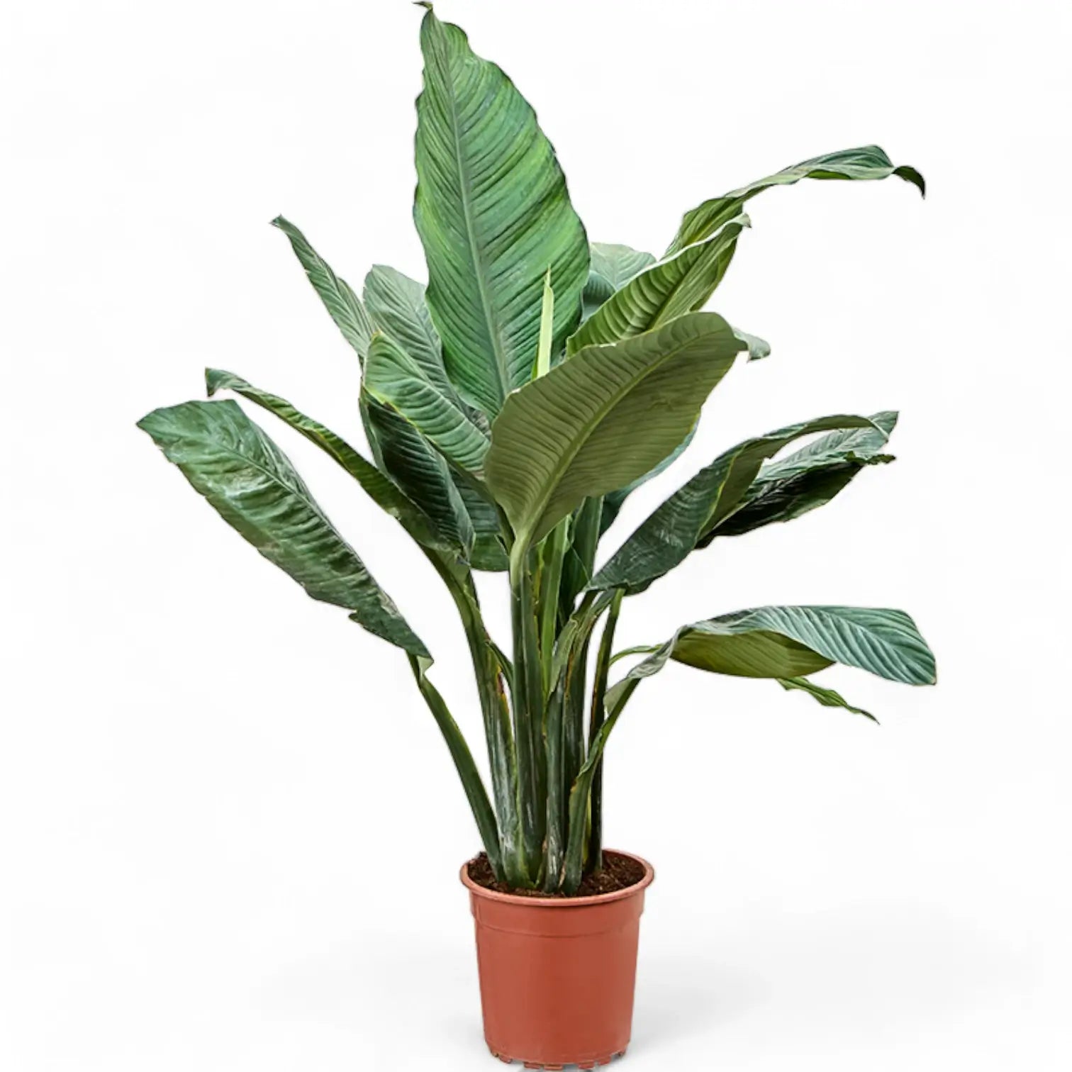 Spathiphyllum wallisii 'Sensation' potted houseplant in nursery pot on white background, product photo 5.
