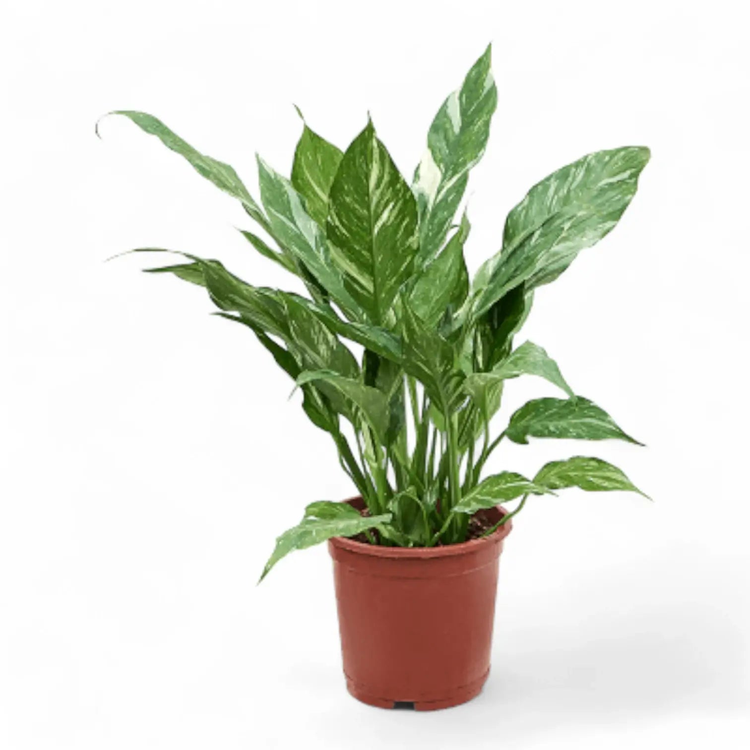 Spathiphyllum 'Diamond' potted houseplant in nursery pot on white background, product photo 4.